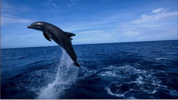 Море Чайки дельфины