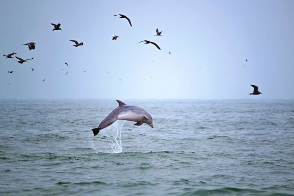 Дельфин выпрыгивает из воды