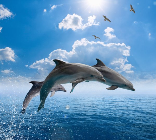 Дельфины на закате