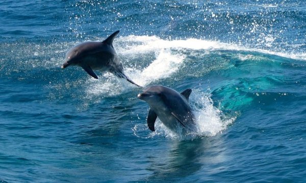 Why are Dolphins so popular?