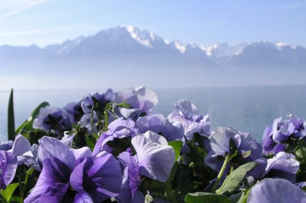 Горная фиалка цветок