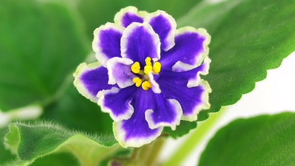 Фиалка сеянец синий