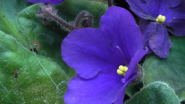 Узамбарская фиалка сиреневая