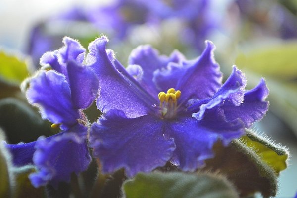 Фиалка Ле Лилиана