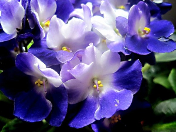 Узамбарская фиалка синяя