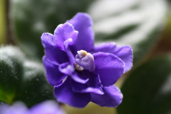 Фиалка ультрамарин