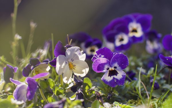 Фиалки фиолетовые на природе