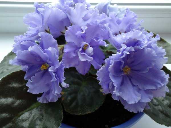 Фиалка морской волк