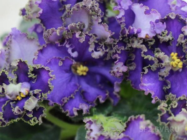 Фиалка РС пучина морская