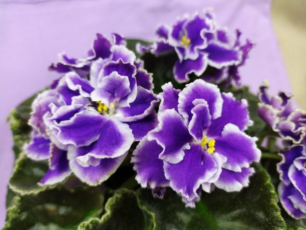 Фиалка Калипсо