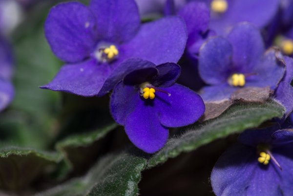 Голубая узамбарская фиалка