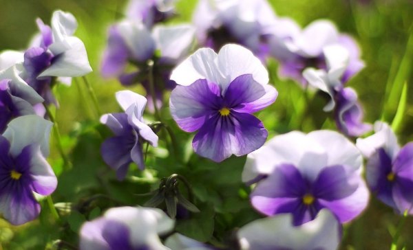 Анютины глазки Дикие полевые