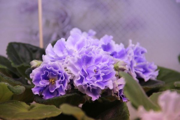 Узамбарская фиалка сиреневая