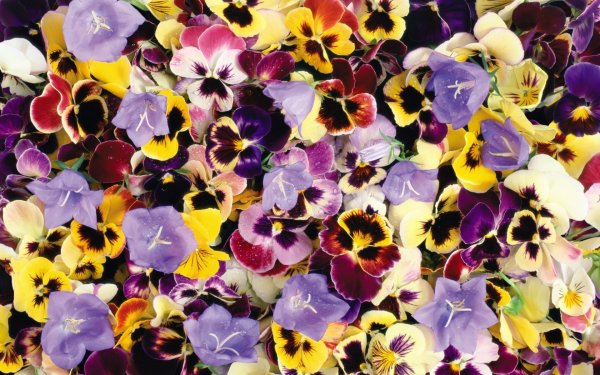 Фиалка Анютины глазки