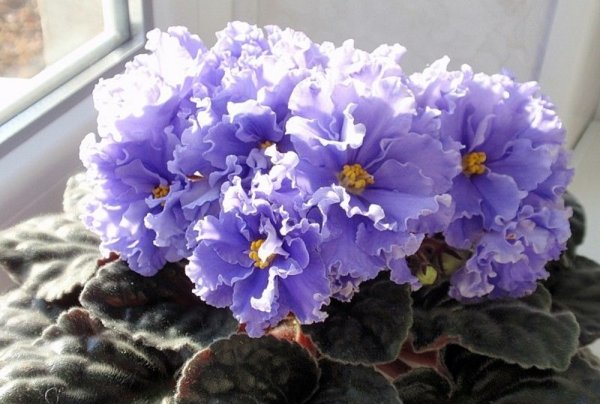 Сенполия морской волк