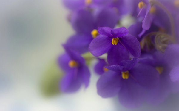 Фиалка нежный цветок