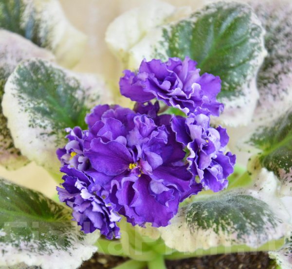 Фиалка Тортуга