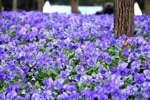 Виола цветы колокольчики