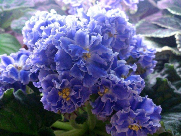 Голубой туман Морев