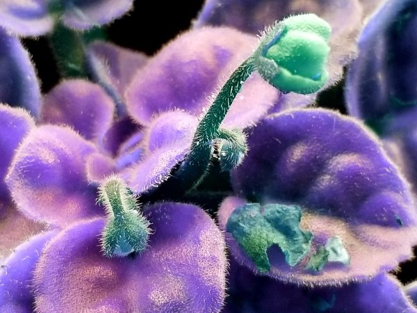 Узамбарская фиалка семена