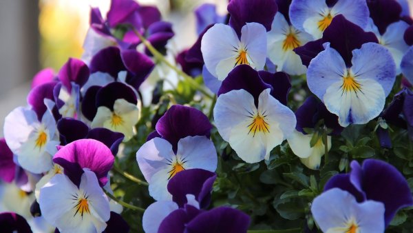 Анютины глазки