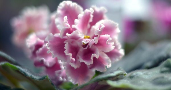 Фиалка Северина