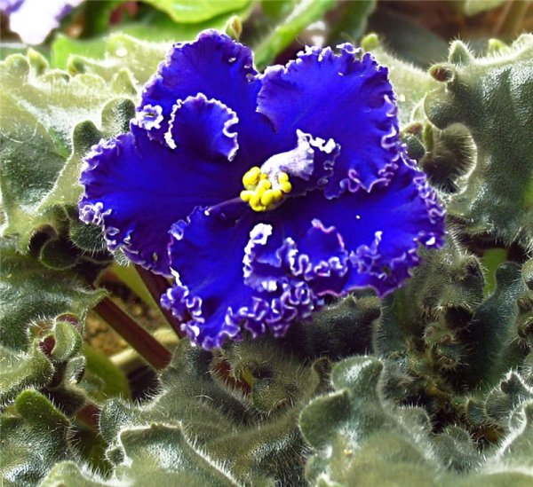 Фиалка узамбарская сенполия голубая