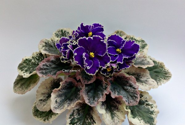 Сенполия Ле Медуница