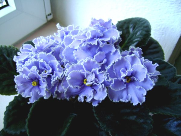 Фиалка голубая кровь