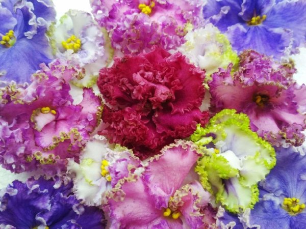 Фиалка пурпурит