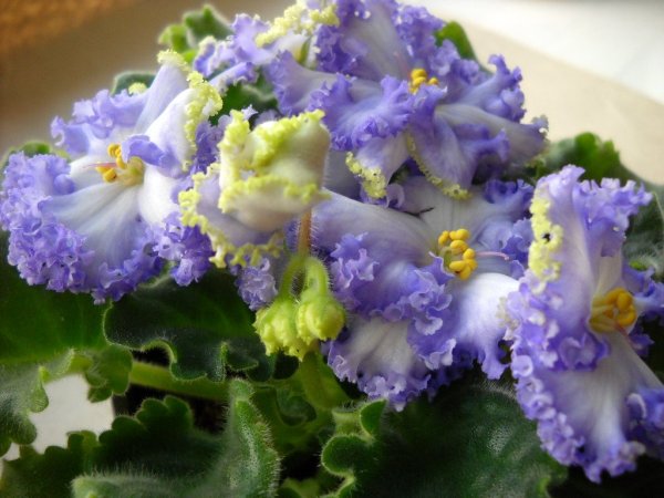 Фиалка Долли