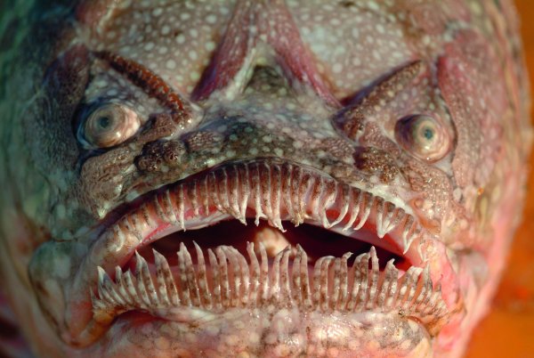 Марианский жёлоб МЕГАЛОДОН