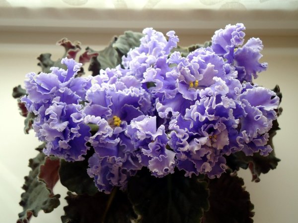 Фиалка сорт лик Шелест волн