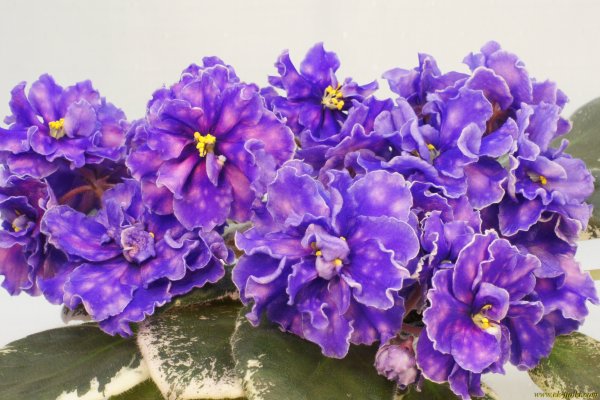 Фиалка ЕК весенний Гром