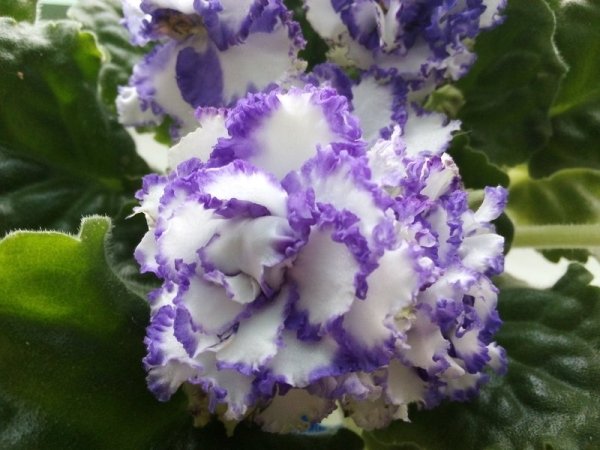 Фиалка морская прогулка