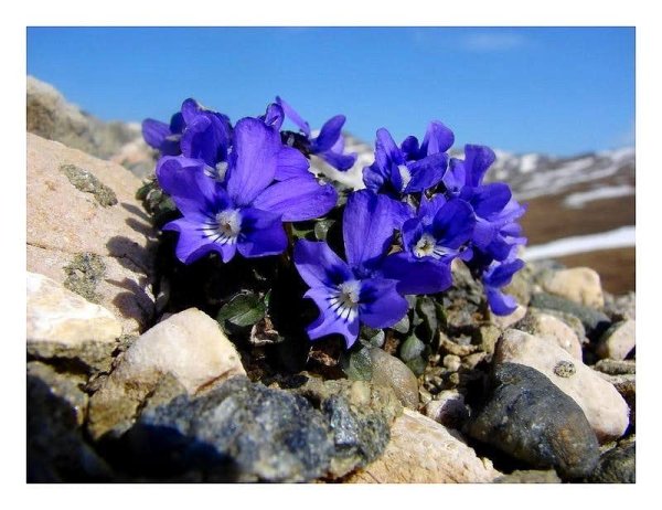 Фиалка Горная Крымская