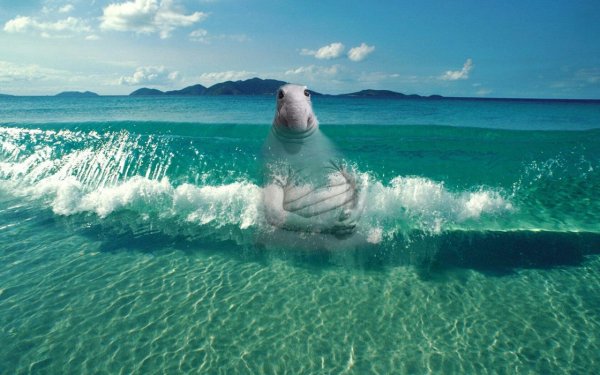 Ждун на море