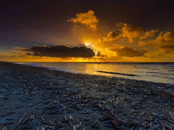 Голландия берег Северного моря