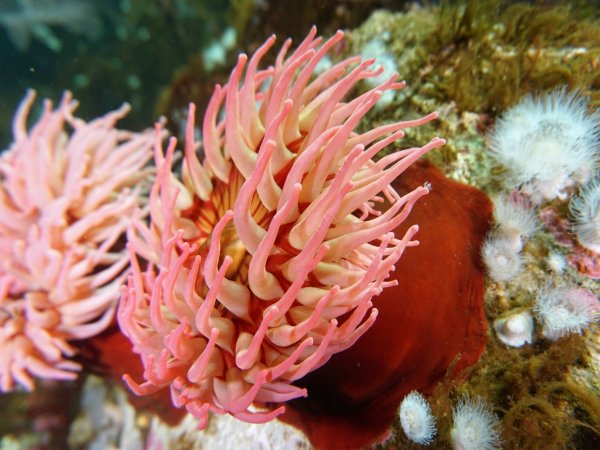 Коралловые полипы (Anthozoa)