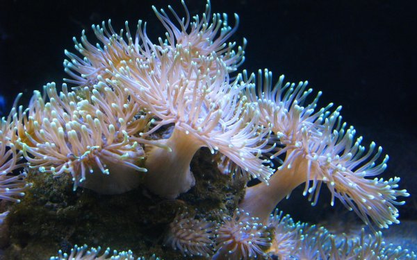 Кишечнополостные коралловые полипы