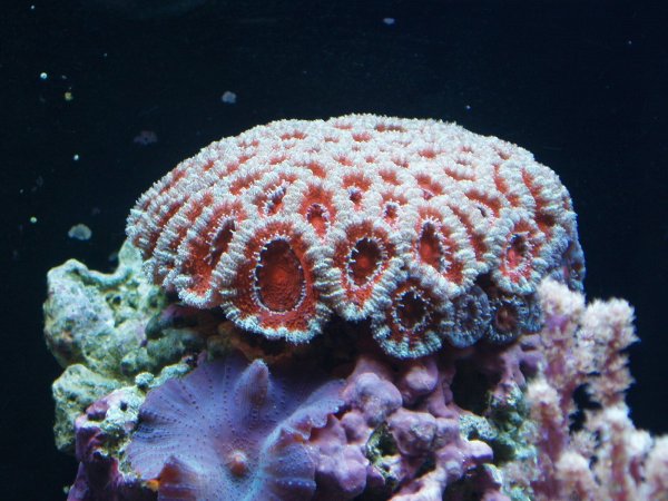 Коралловые полипы (Anthozoa)
