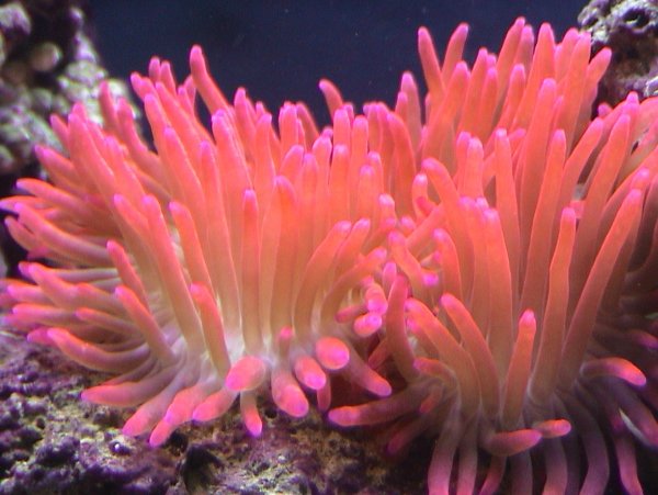 Морская анемона актиния