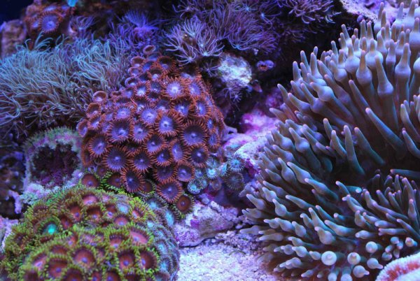 Морские Кишечнополостные коралловые полипы