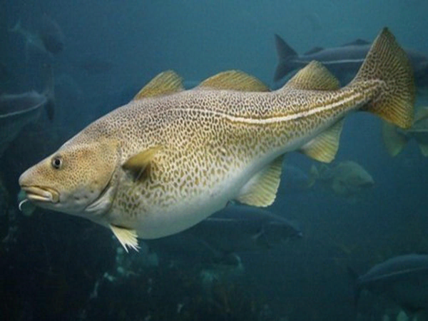 Промысловые рыбы бранцово моря