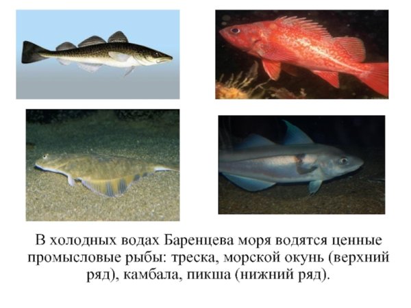 Промысловые рыбы Баренцева моря