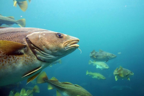 Треска Баренцева моря