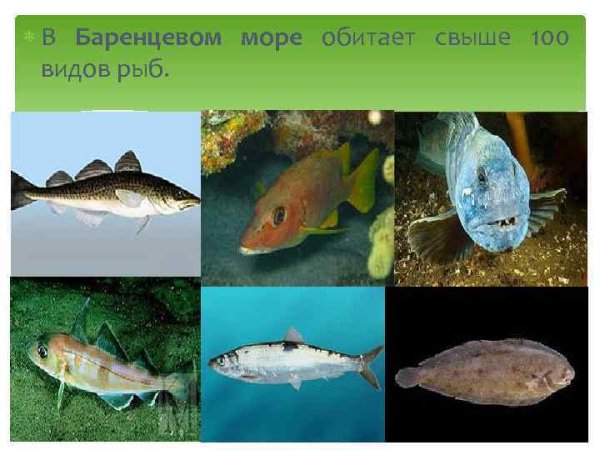 Рыбы Баренцева моря