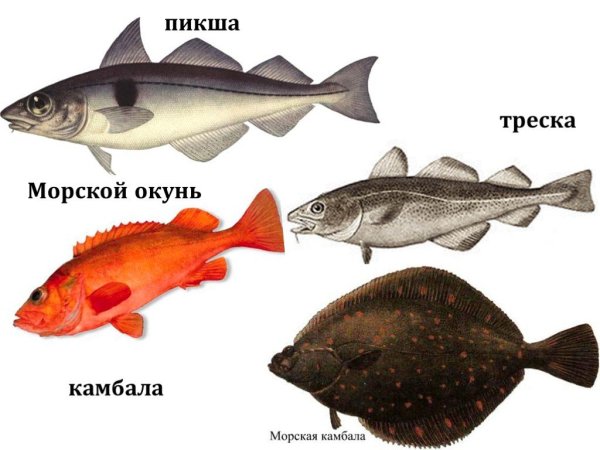 Треска Баренцева моря