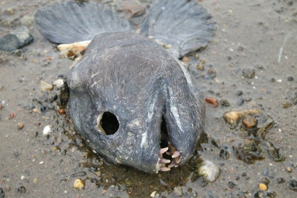 Атлантическая треска тресковые