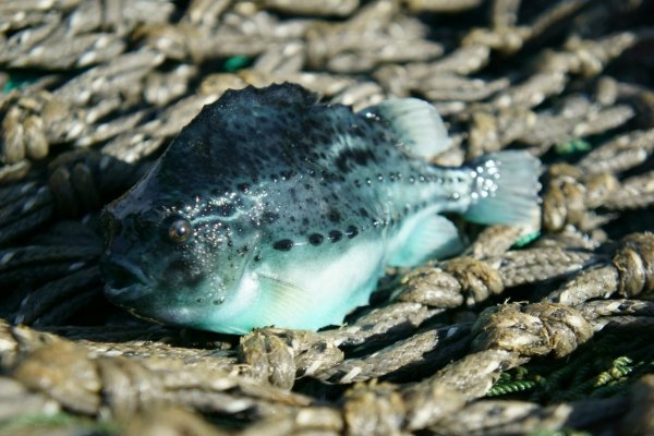 Палтус в море